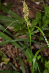 Carex capensis