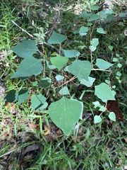Homalanthus stillingiifolius