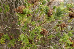 Oedera steyniae