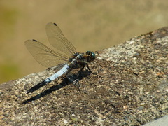 Orthetrum albistylum speciosum
