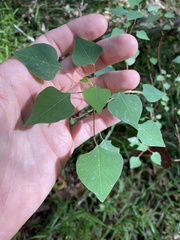 Homalanthus stillingiifolius