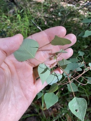 Homalanthus stillingiifolius