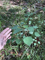 Homalanthus stillingiifolius
