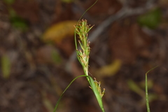Carex capensis
