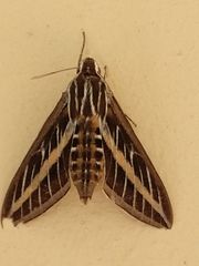 Hyles lineata