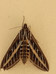 Hyles lineata