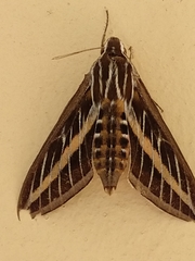 Hyles lineata