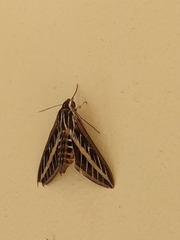 Hyles lineata