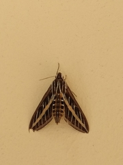 Hyles lineata