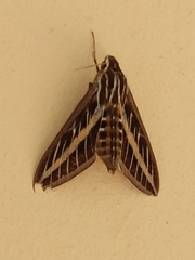 Hyles lineata