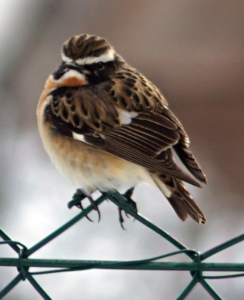 Whinchat