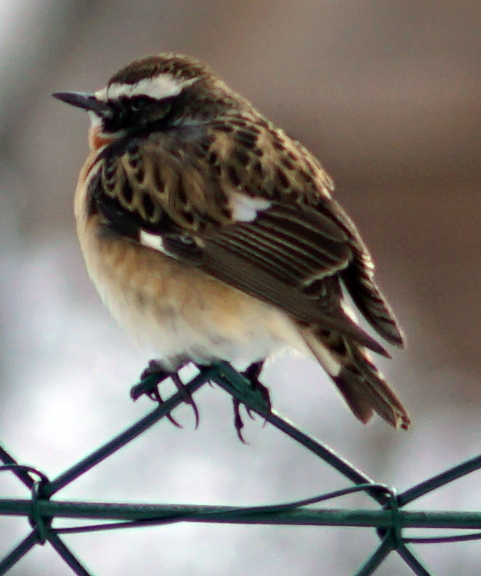 Whinchat