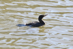 Nannopterum brasilianum