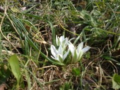 Ornithogalum refractum