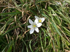 Ornithogalum refractum