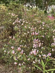 Choniastrum