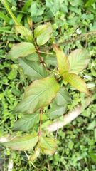 Cephalanthus tetrandra