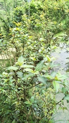 Cephalanthus tetrandra