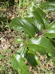 Celastrus subspicatus