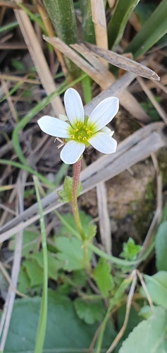 Saxifraga carpetana image