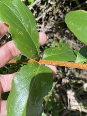 Celastrus subspicatus