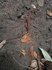 Pochota fendleri