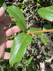 Celastrus subspicatus