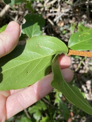 Celastrus subspicatus