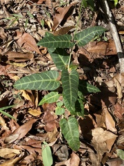 Leichhardtia lloydii
