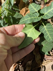 Leichhardtia lloydii