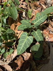 Leichhardtia lloydii