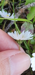 Bellis annua image