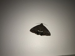 Achaea eusciasta