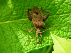 Acanthocoris sordidus