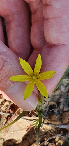 Image of Gagea granatellii by (c) Mehdi Chetibi, some rights reserved (CC BY)