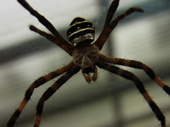 Argiope amoena