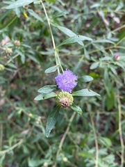 Centratherum riparium