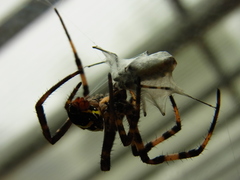 Argiope amoena