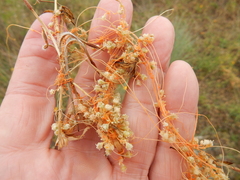 Cuscuta indecora