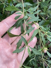 Centratherum riparium