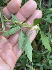 Centratherum riparium