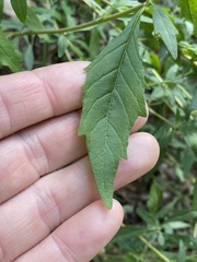 Centratherum riparium