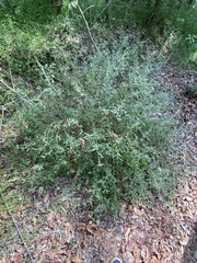 Centratherum riparium