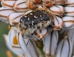 Tropinota squalida