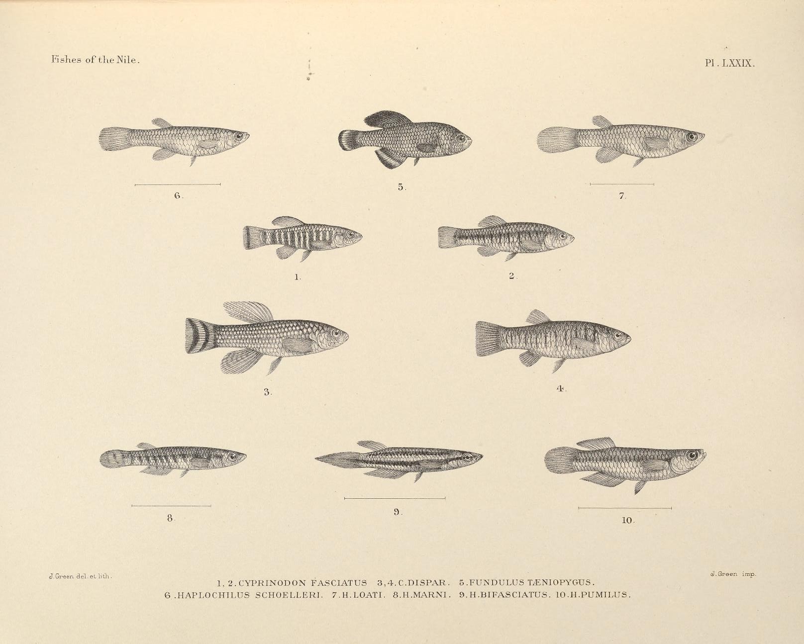 Nothobranchius taeniopygus