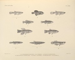 Tanganyika Lampeye photo 2