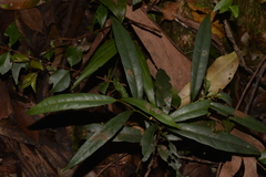 Beilschmiedia elliptica