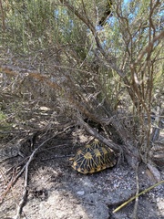 Psammobates geometricus