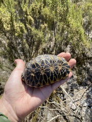 Psammobates geometricus