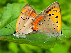 Lycaena phlaeas daimio